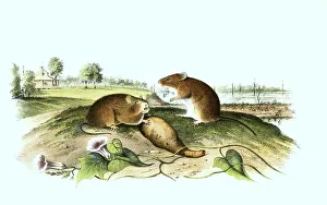 Spiny hispid cotton rat (Sigmodon hispidus)