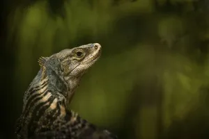 Spiny iguana, Manuel Antonio National Park
