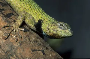 Spiny iguana (Sceloporus malachitus)