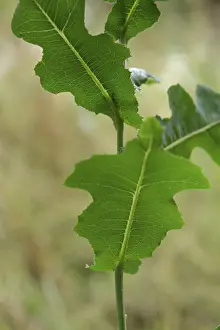 Spiny lettuce (Lactuca serriola)