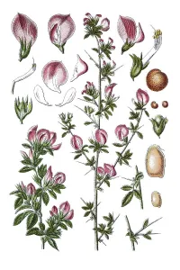 Spiny restharrow (Ononis spinosa)