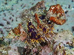 Spiny sea urchin (Tripneustes gratilla) camouflaging itself with orange and colourful objects in a coral reef