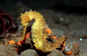 Spiny Seahorse, Hippocampus histrix