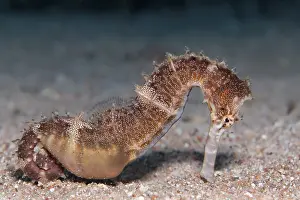 Spiny Seahorse (Hippocampus histrix) on sandy ground