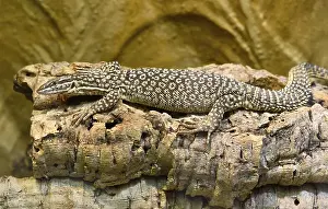 Spiny-tailed Monitor (Varanus acanthurus)