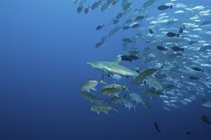 Spiny trevally distress Grey reef shark