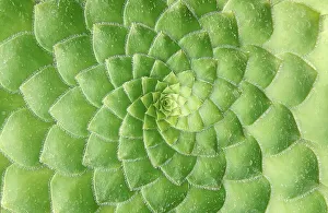 Spirally arranged green leafs (Aeonium Haworthii)