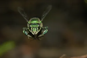 Splendour bee approaching (Euglossa sp.)