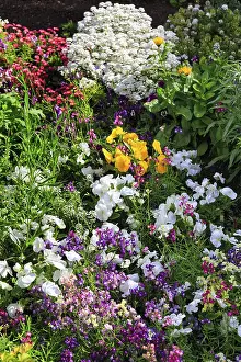 Splendour of flowers in spring