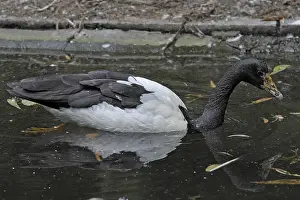 Split-footed goose (Anseranas semipalmata)