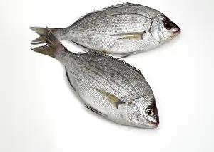 Spondyliosoma cantharus