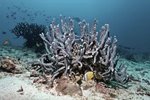 Sponge (Cribrochalina sp.), Sunburst Butterflyfish (Chaetodon kleinii)