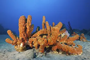 Sponges on the reef, Aplysina fistularis