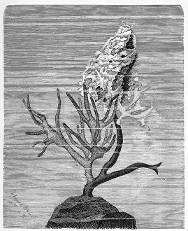 Sponges, sitting on a seaweed stalk