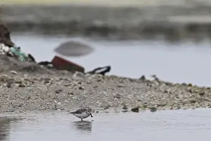 Spoon-billed Sandpiper (Calidris pygmea)