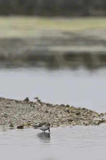 Spoon-billed Sandpiper (Calidris pygmea)