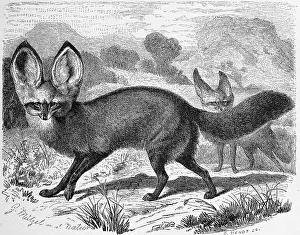 Spoon dog, also called bat-eared fox (Otocyon megalotis) or bat-eared fox