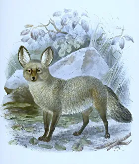 Spoon dog, also spoon fox or bat-eared fox (Otocyon megalotis)