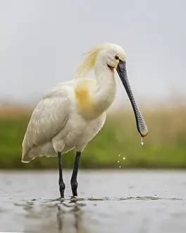 Spoonbill eurasian spoonbill (Platalea leucorodia)