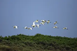 Spoonbill, Eurasian spoonbill (Platalea leucorodia)