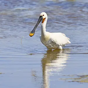 Spoonbill (Platalea leucorodia)