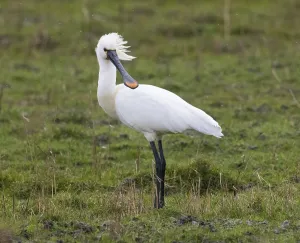 Spoonbill (Platalea leucorodia)