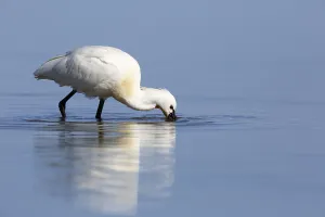 Spoonbill (Platalea leucorodia)
