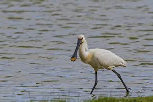 Spoonbill (Platalea leucorodia)