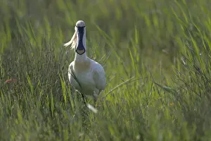 Spoonbill (Platalea leucorodia)