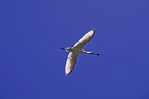 Spoonbill, Platalea leucorodia (flight picture)