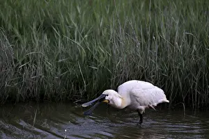 Spoonbill (Platalea leucorodia) looking for food in shallow water with drops of water in its open beak