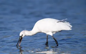 Spoonbill (Platalea leucorodia) searching food