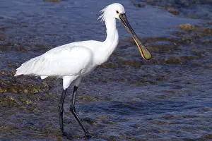 Spoonbill standing in the water looking for food