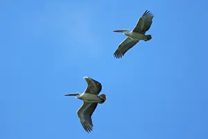 Spot-billed pelican (Pelecanus philippensis)