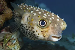 Spotbase burrfish or yellowspotted burrfish (Cyclichthys spilostylus)