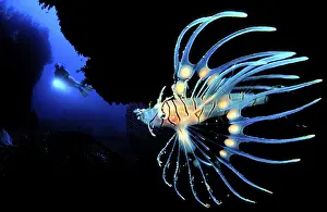 Spotfin Lionfish (Pterois antennanta)