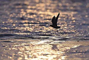 Spoting woodcock (Limosa lapponica) in backlight on the beach