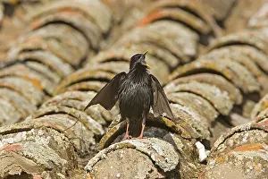 Spotless Starling (Sturnus unicolor)