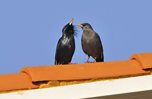 Spotless Starling (Sturnus unicolor)