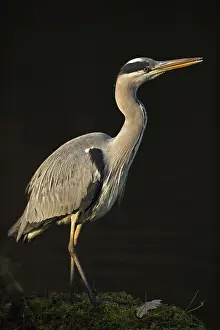 In the spotlight... Grey heron (Ardea cinerea) in wonderful