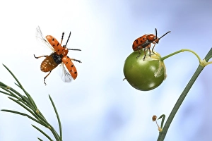 Spotted asparagus beetle (Crioceris duodecimpunctata) in flight on a Garden asparagus plant (Asparagus officinalis)