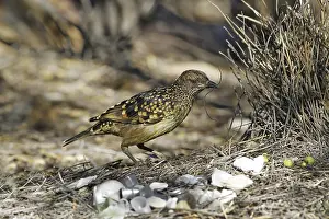 Spotted Bowerbird (Ptilonorhynchus maculatus) adult male