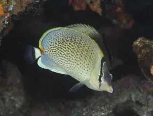 Spotted butterflyfish (Chaetodon guttatissimus)
