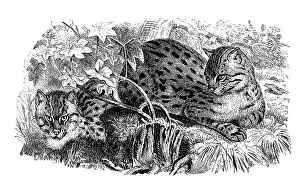 Spotted cat, Tara cat, Felis viverrina