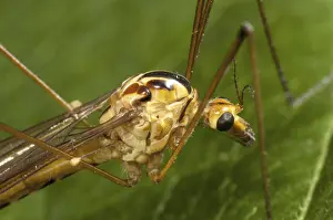 Spotted Cranefly (Nephrotoma appendiculata) adult