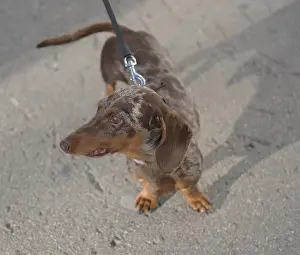 Spotted dachshund on a walk