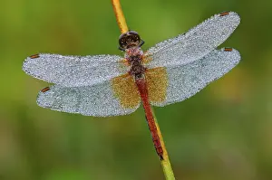 Spotted Darter Dragonfly (Sympetrum flaveolum)