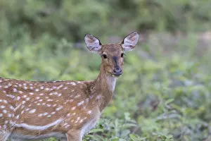 Spotted deer or Chital (Axis axis)