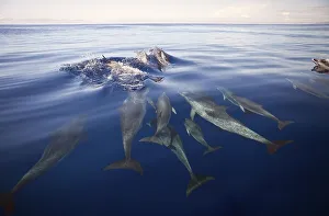 Spotted dolphin, Azores, Atlantic spotted dolphin