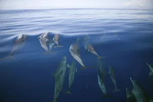 Spotted dolphin, Azores, Atlantic spotted dolphin